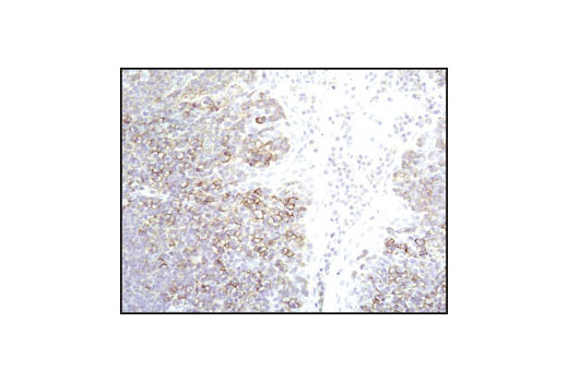 Immunohistochemistry Image 2: CD44 (156-3C11) Mouse mAb