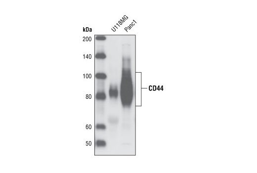 Western Blotting Image 1: CD44 Antibody