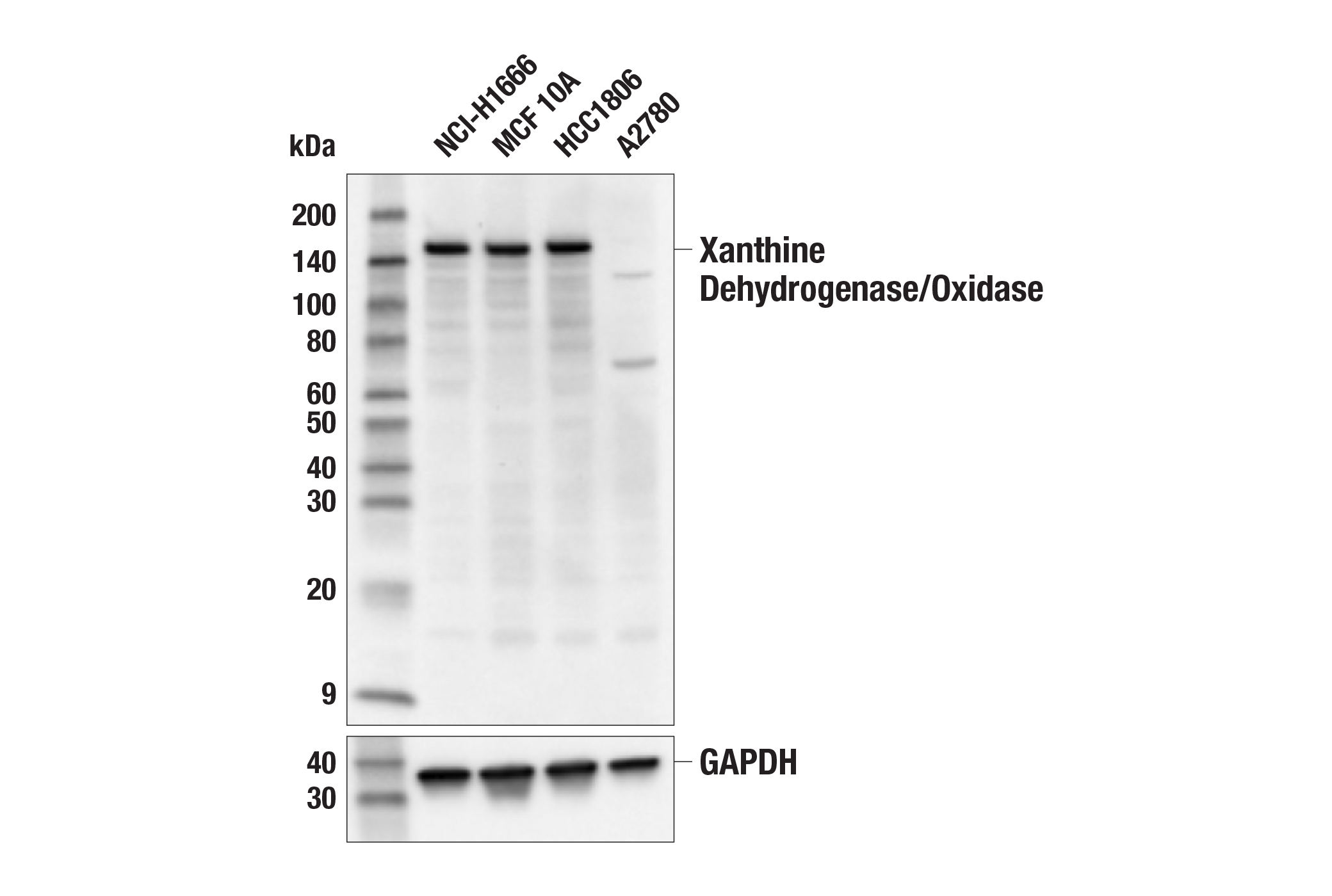 Western Blotting Image 1: Xanthine Dehydrogenase/Oxidase (E2U8Y) Rabbit mAb
