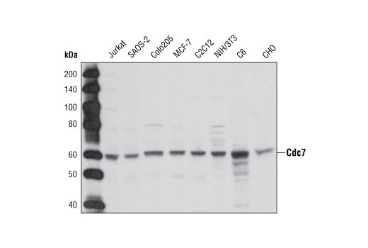 Western Blotting Image 1: Cdc7 Antibody