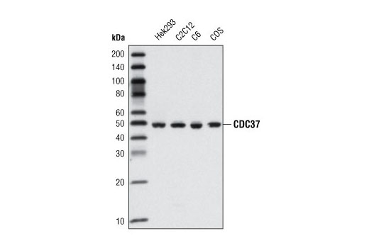 Western Blotting Image 1: CDC37 (V367) Antibody