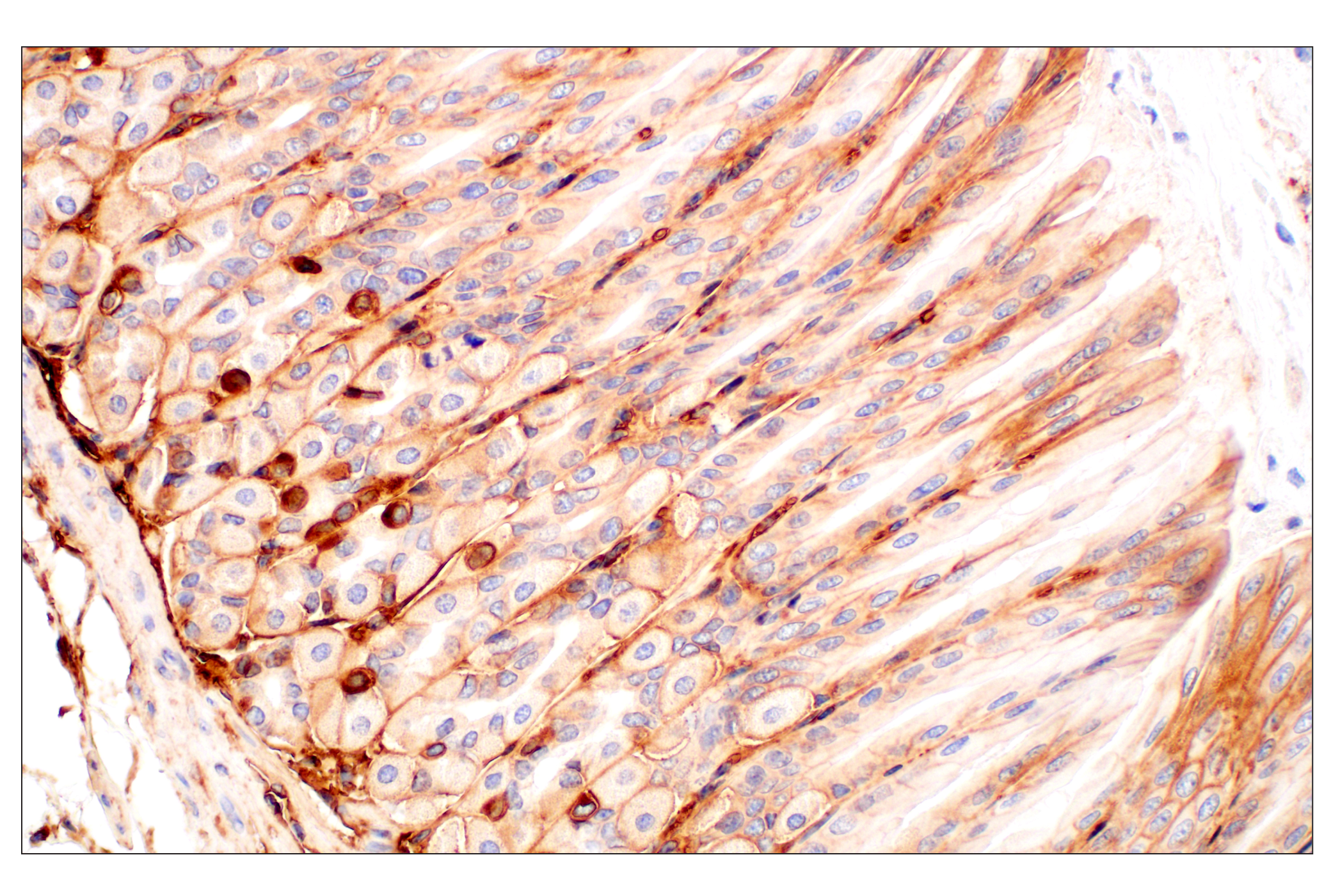 Immunohistochemistry Image 4: CD47 (E2V9V) Rabbit mAb