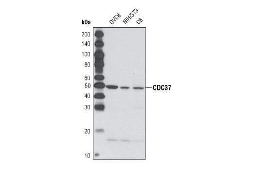 Western Blotting Image 1: CDC37 (V297) Antibody