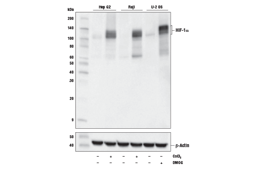 Western Blotting Image 1: HIF-1α (D1S7W) XP® Rabbit mAb (BSA and Azide Free)