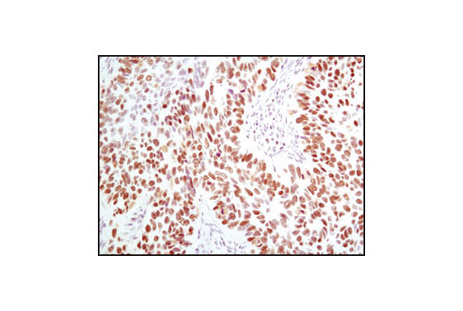  Image 25: Microglia Proliferation Module Antibody Sampler Kit