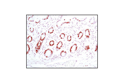  Image 29: Microglia Proliferation Module Antibody Sampler Kit