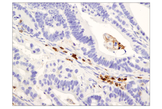 Immunohistochemistry Image 2: CD45RO (UCHL1) Mouse mAb (BSA and Azide Free)