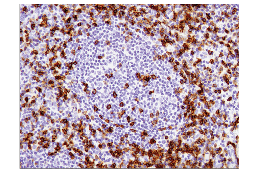 Immunohistochemistry Image 1: CD45RO (UCHL1) Mouse mAb (BSA and Azide Free)