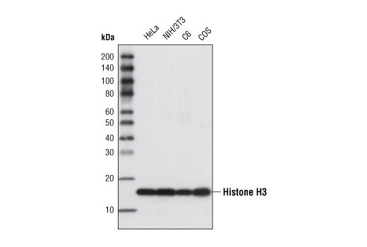 Western Blotting Image 1: Histone H3 (96C10) Mouse mAb