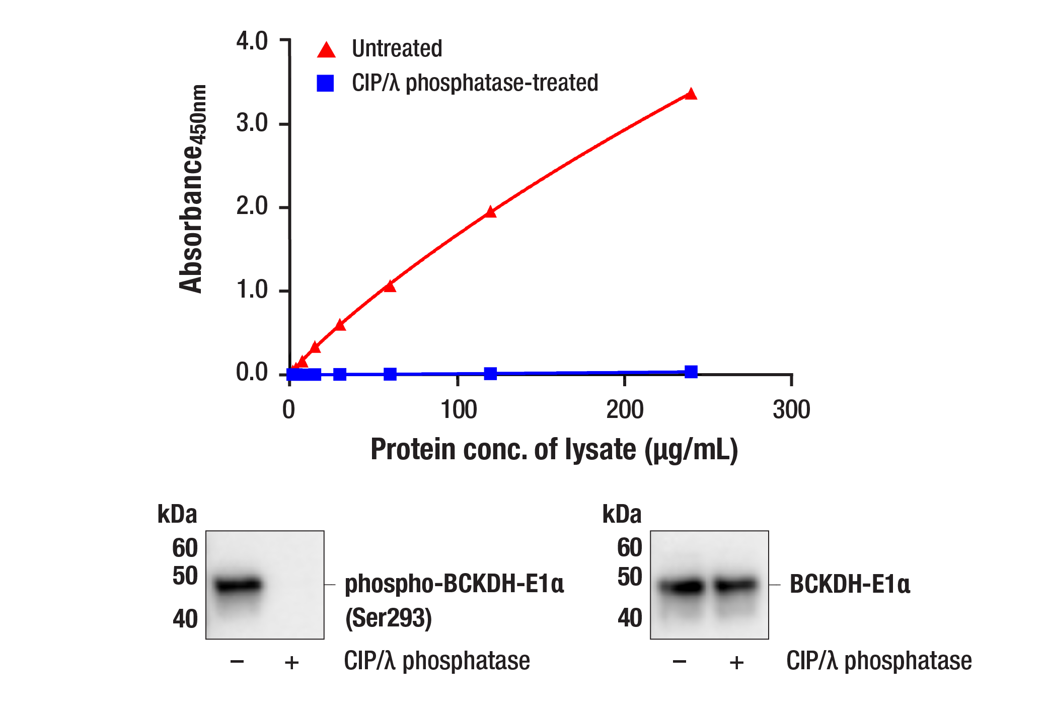  Image 1: PathScan® RP Phospho-BCKDH-E1α (Ser293) Sandwich ELISA Kit