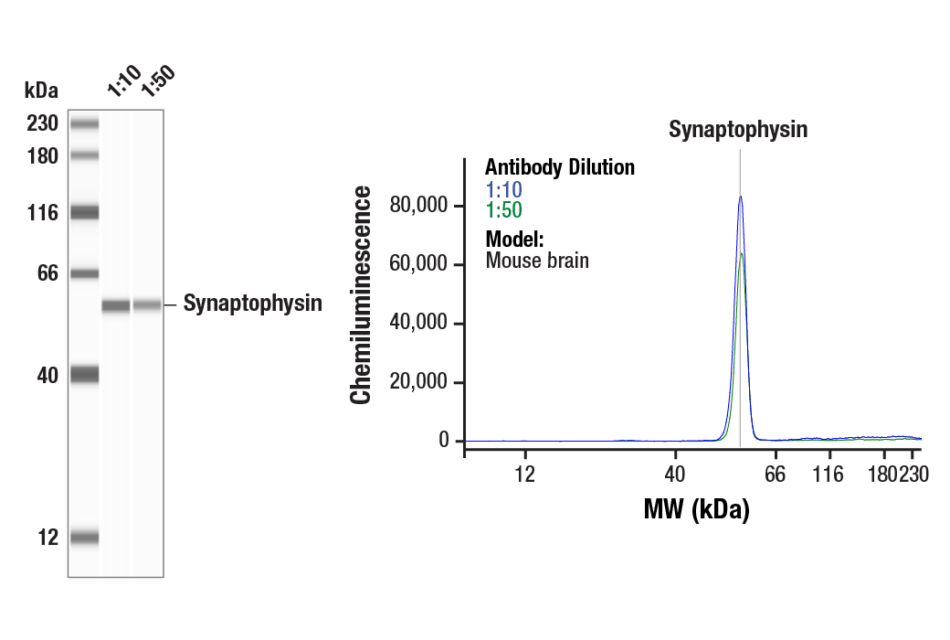 Western Blotting Image 2: Synaptophysin (D8F6H) XP® Rabbit mAb