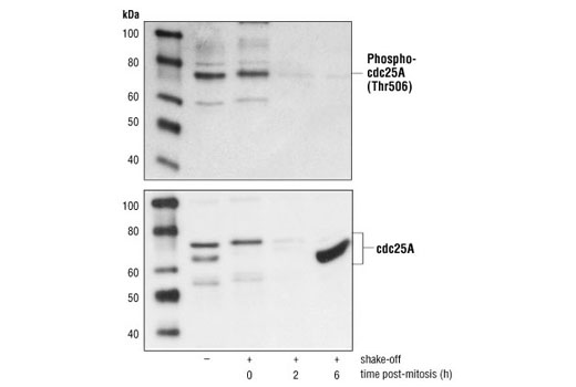 Western Blotting Image 1: cdc25A Antibody