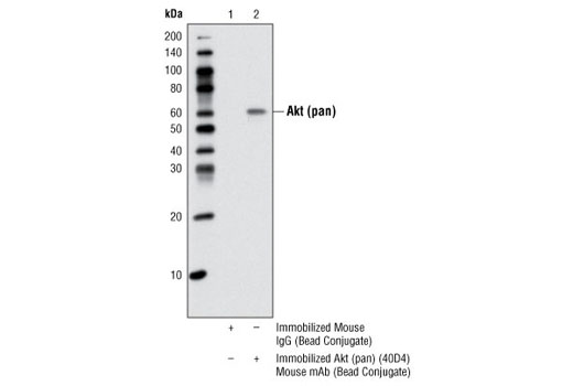 Immunoprecipitation Image 1: Akt (pan) (40D4) Mouse mAb (Sepharose® Bead Conjugate)