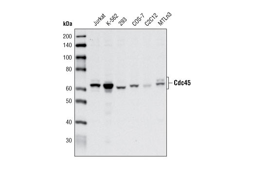 Western Blotting Image 1: Cdc45 Antibody