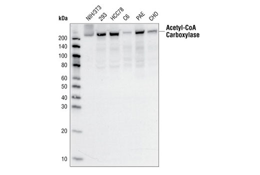 Western Blotting Image 1: Acetyl-CoA Carboxylase (C83B10) Rabbit mAb
