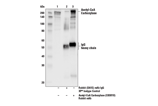 Immunoprecipitation Image 1: Acetyl-CoA Carboxylase (C83B10) Rabbit mAb