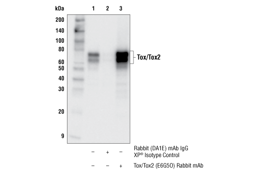  Image 31: Human Exhausted T Cell Antibody Sampler Kit