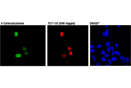 Immunofluorescence Image 1: 5-Carboxylcytosine (5-caC) (D7S8U) Rabbit mAb