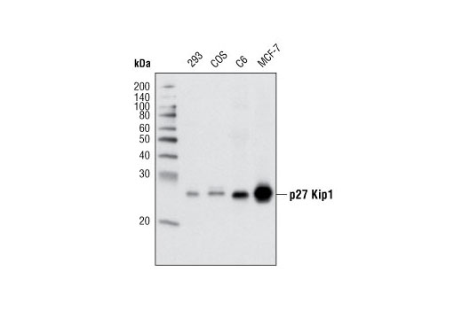  Image 19: Cell Cycle Regulation Antibody Sampler Kit