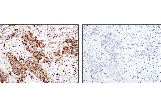 Immunohistochemistry Image 1: Cytochrome c (D18C7) Rabbit mAb (BSA and Azide Free)