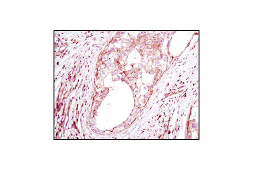 Immunohistochemistry Image 1: β-Actin (8H10D10) Mouse mAb