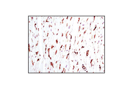 Immunohistochemistry Image 2: β-Actin (8H10D10) Mouse mAb