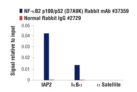 Chromatin Immunoprecipitation Image 1: NF-κB2 p100/p52 (D7A9K) Rabbit mAb