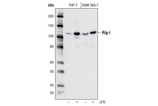  Image 5: Rig-I Pathway Antibody Sampler Kit