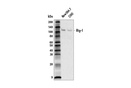  Image 18: Rig-I Pathway Antibody Sampler Kit