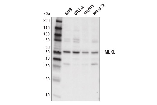 Image 6: Mouse Reactive PANoptosis Antibody Sampler Kit