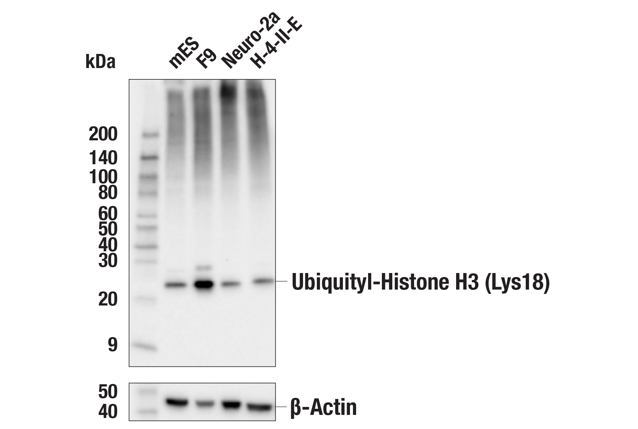 Western Blotting Image 2: Ubiquityl-Histone H3 (Lys18) (E4D7R) Rabbit mAb