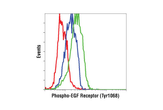  Image 27: Phospho-EGF Receptor Pathway Antibody Sampler Kit