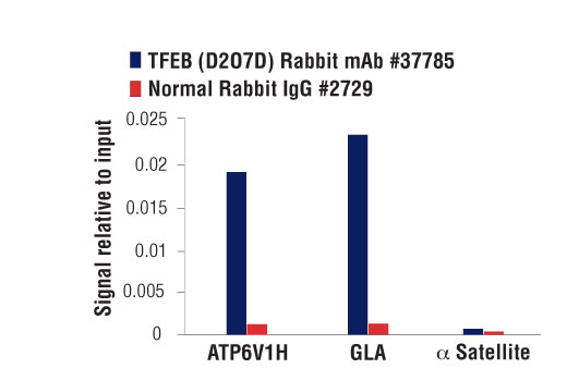 Chromatin Immunoprecipitation Image 1: TFEB (D2O7D) Rabbit mAb