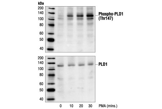 Western Blotting Image 1: Phospho-PLD1 (Thr147) Antibody