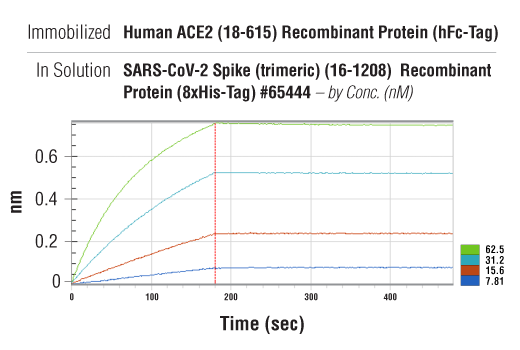  Image 2: Human ACE2 (18-615) Recombinant Protein (hFc-Tag)