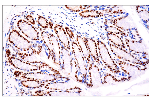 Immunohistochemistry Image 3: TDP43 (E2G6G) Rabbit mAb (BSA and Azide Free)