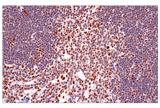 Immunohistochemistry Image 7: TDP43 (E2G6G) Rabbit mAb (BSA and Azide Free)