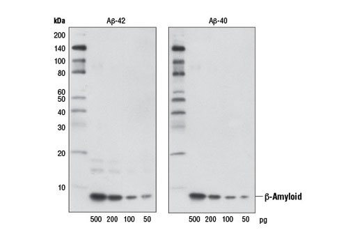 Western Blotting Image 1: β-Amyloid (D54D2) XP® Rabbit mAb (BSA and Azide Free)