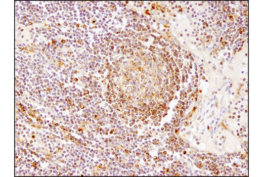 Immunohistochemistry Image 1: LAMTOR4/C7orf59 (D4P6O) Rabbit mAb (BSA and Azide Free)
