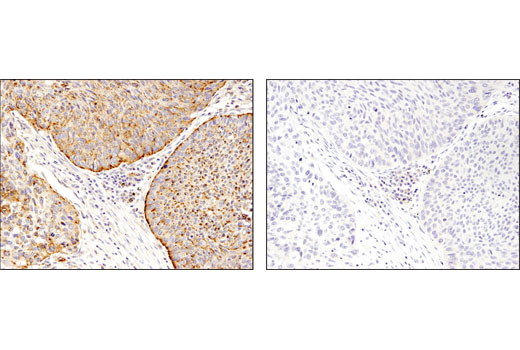 Immunohistochemistry Image 2: LAMTOR4/C7orf59 (D4P6O) Rabbit mAb (BSA and Azide Free)