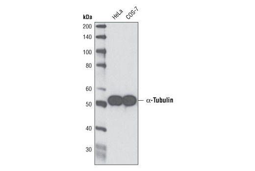 Western blot analysis of extracts from HeLa and COS-7 cells using α-Tubulin (DM1A) Mouse mAb.