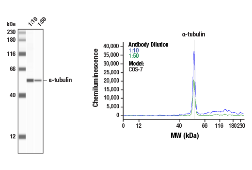 Western Blotting Image 2: α-Tubulin (DM1A) Mouse mAb