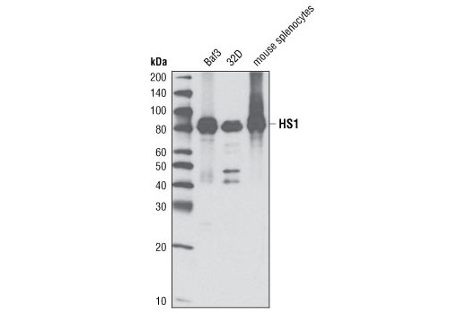  Image 5: Microglia Proliferation Module Antibody Sampler Kit