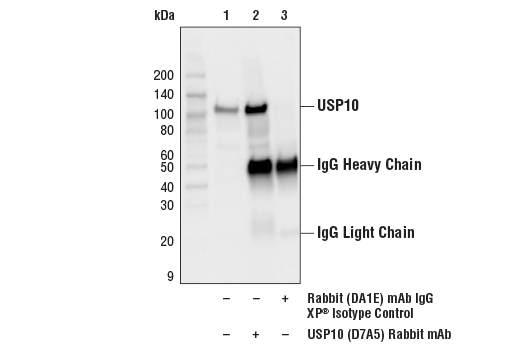 Immunoprecipitation Image 1: Rabbit (DA1E) mAb IgG XP® Isotype Control