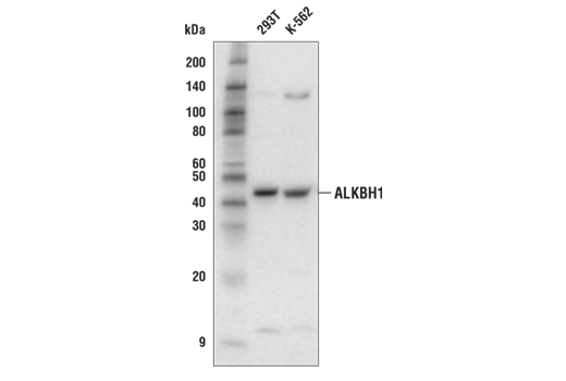 Western Blotting Image 1: ALKBH1 Antibody