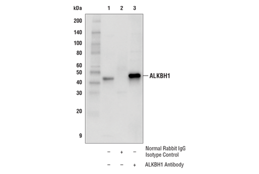 Immunoprecipitation Image 1: ALKBH1 Antibody