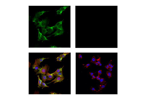 Immunofluorescence Image 4: CD44 (IM7) Rat mAb
