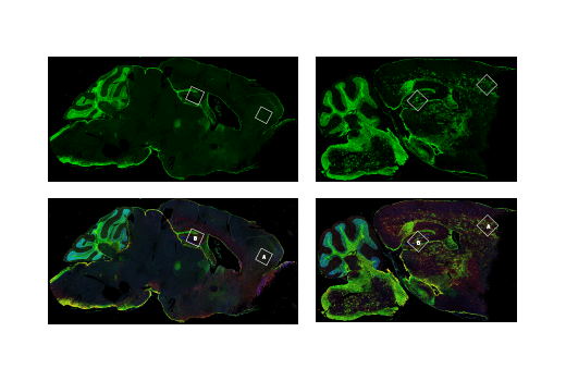 Immunofluorescence Image 1: CD44 (IM7) Rat mAb
