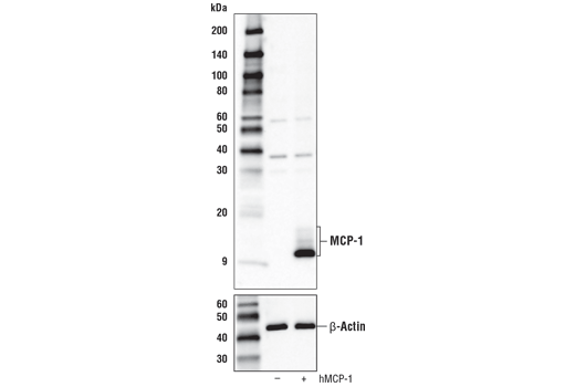 Western Blotting Image 1: MCP-1 Antibody (Carboxy-terminal Antigen)