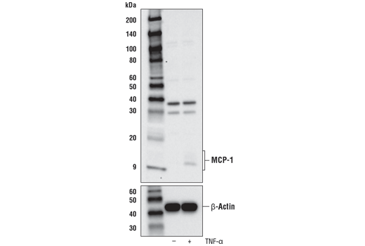 Western Blotting Image 2: MCP-1 Antibody (Carboxy-terminal Antigen)